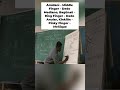 Lirahüñü Úhabu: Amidani, Bagünaü, Kinkilín! #shorts