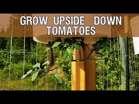 Video: Flip The Tomatoes Upside Down