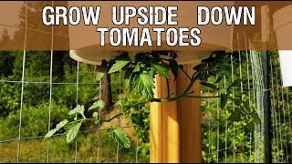 How To Build Your Own Upside Down Tomato Planter