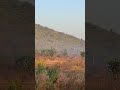अस्वलाच्या मुक्त संचार