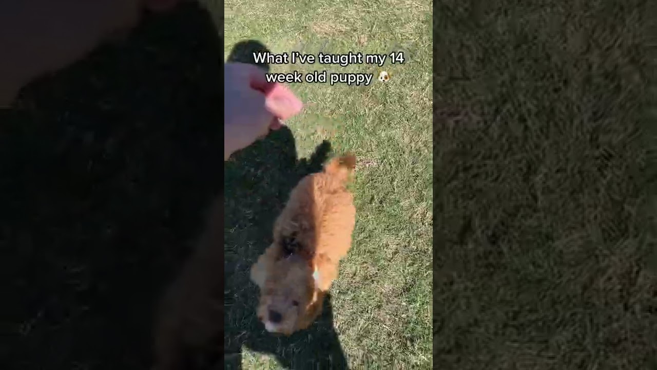 Well-trained 14 week old puppy?!