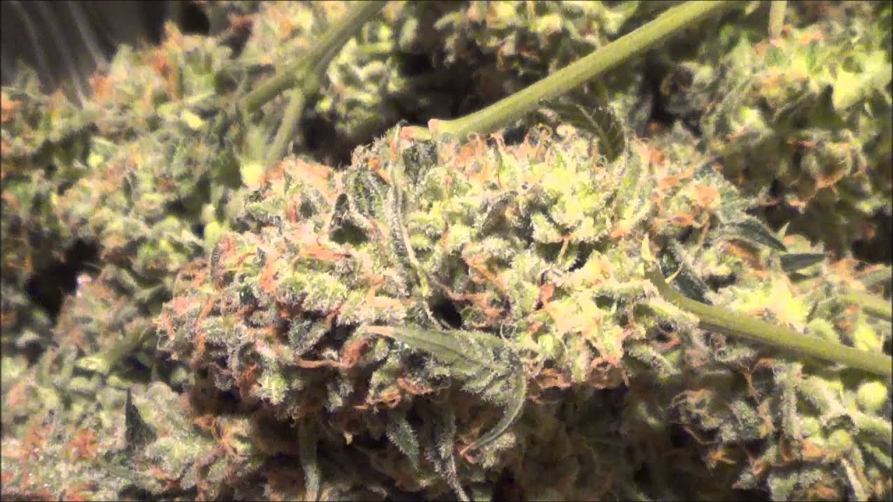 TGA Genetics Querkle Harvest Shots...Shes Beautiful!!!!