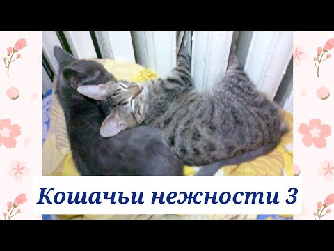 Кошачьи нежности 3. Мурчик и Ночка🐈🐈 Cat's romantic. Cats. Relax