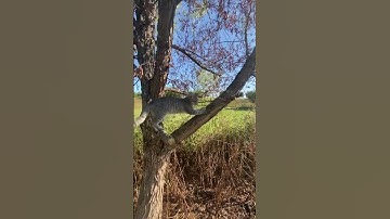 Cats love to climb trees