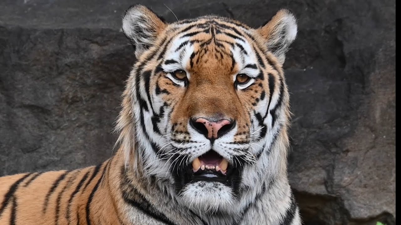 天王寺動物園アムールトラショウヘイamur tiger 2025年11月28日 - YouTube
