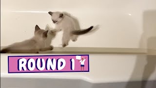 'Feline Fight Club: Cats Battle it out in Bathtub and Play Boxing!' by Tequila & Chardonnay 22 views 3 years ago 3 minutes, 18 seconds