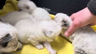 3 weeks old kittens , getting used to be touched. by Elena Smirnova 49 views 1 month ago 1 minute, 38 seconds