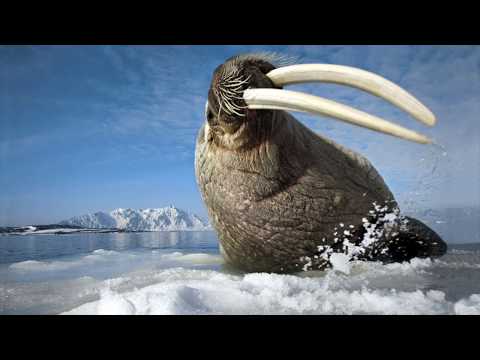 Видео: Разница между морским львом и тюленем
