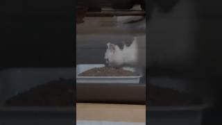 さくら猫達。空き家縁側、縁台にご飯を食べにやって来る野良猫達。