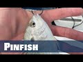 Pinfish catchkeepfish  florida sport fishing tv  live seminar wreal time fl keys fishing report