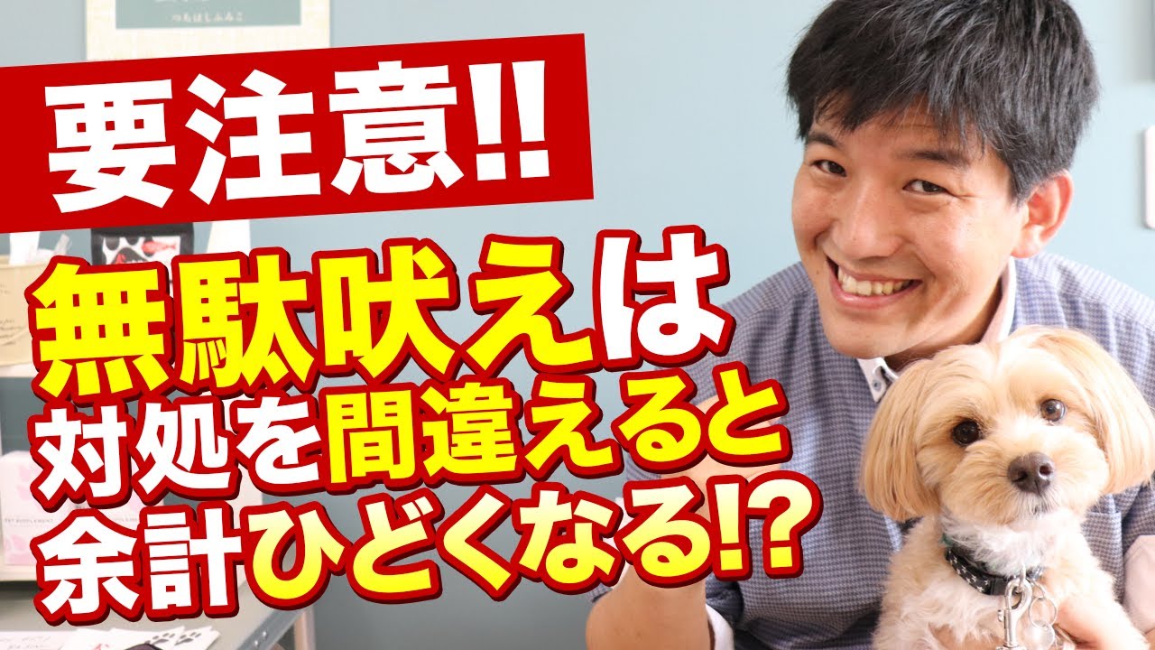 要注意 愛犬の無駄吠え 要求吠えは対処を間違えると余計ひどくなる Youtube