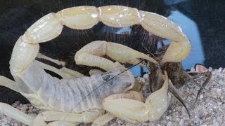 Scorpion Stings Its Prey (Cricket)