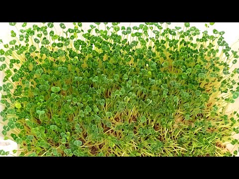 Проращивание семян Чиа в домашних условиях