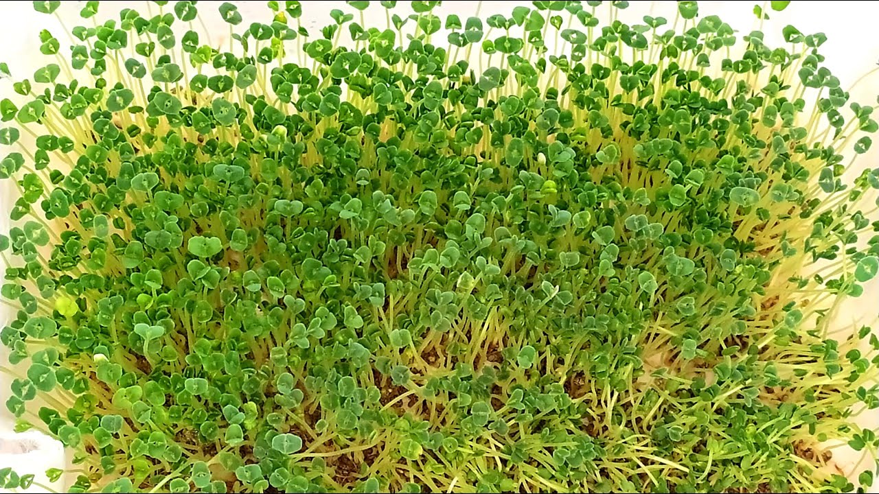 Проращивание семян Чиа в домашних условиях - YouTube