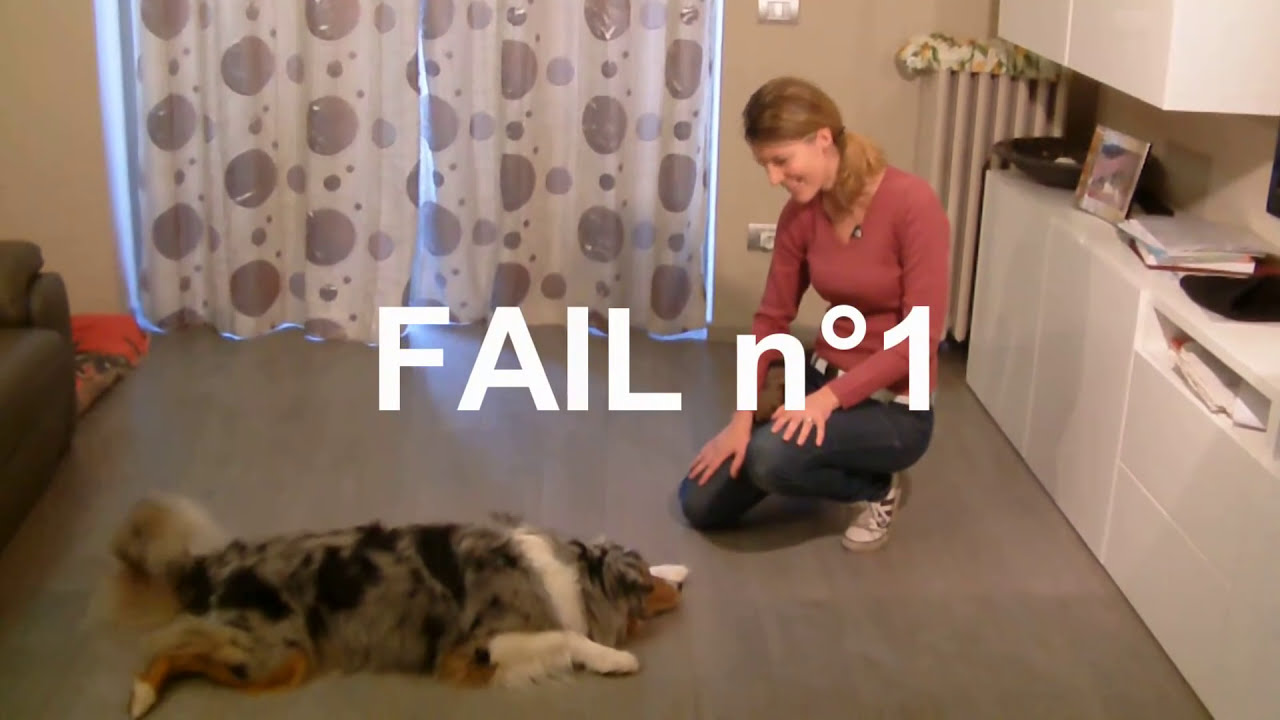 COME INSEGNARE AL CANE IL 