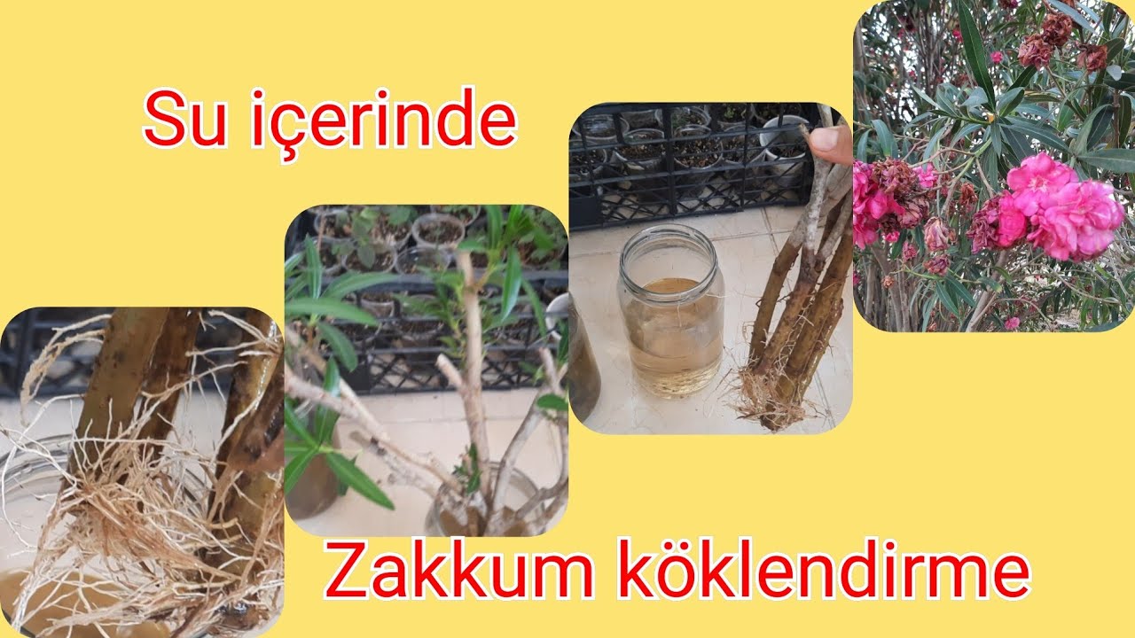 Zakkum dalından nasıl köklendirilir...ZAKKUM ÇİÇEĞİ..