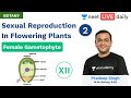 NEET: Sexual Reproduction in Flowering Plants - L 2 | Unacademy NEET | Class 12 | Pradeep Sir