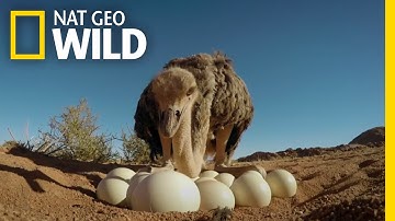 How to Protect Ostrich Eggs | Animal All-Stars