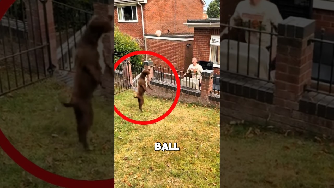 How this clever dog turned football practice into a game ❤️ #dog