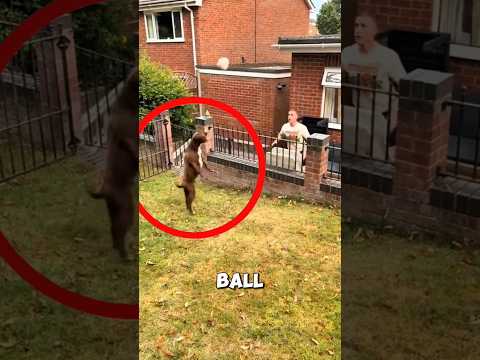 How this clever dog turned football practice into a game ❤️ #dog