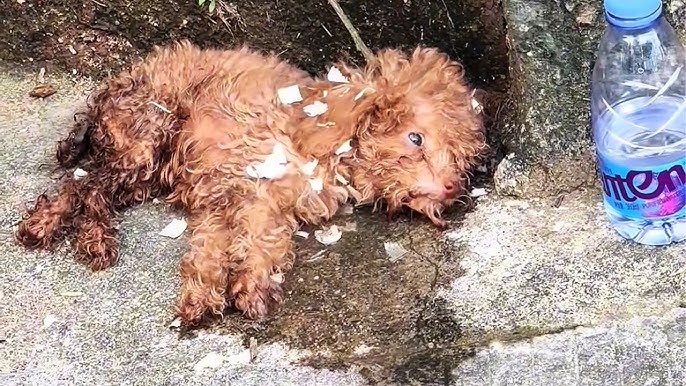 Blind, starving and unable to stand, this paper-thin puppy is ...