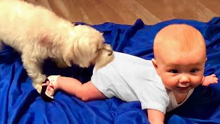 Cutest Babies Play With Dogs And Cats Compilation