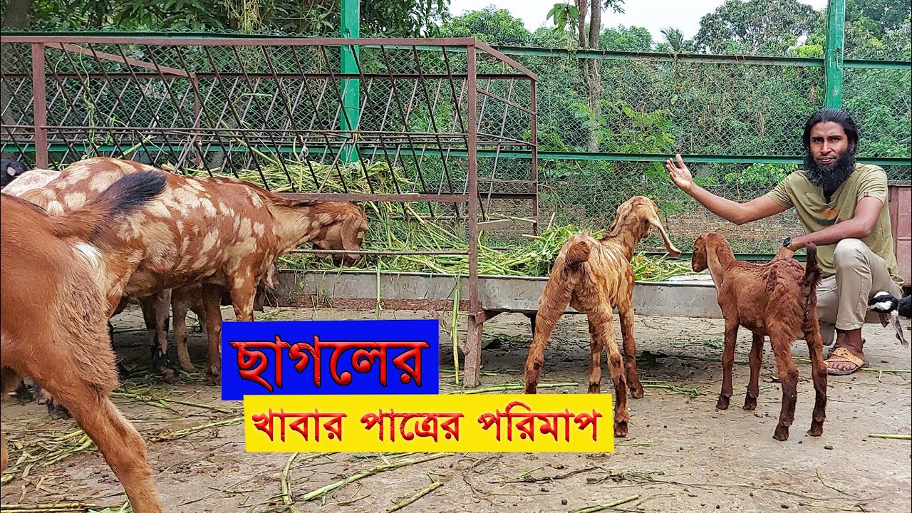 শখের খামার এগ্রো প্রজেক্ট এ ছাগলের খাবার পাত্র যেভাবে বানানো হয়েছে তার বিস্তারিত