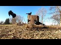 Spring Grackles 2! - March 30, 2021