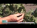 Alunii italienești, cresc bine la Telenești – AGRO TV News