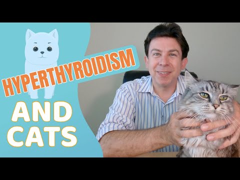 Hyperthyroidism and cats