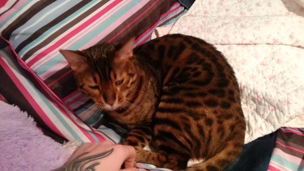 Our Bengal cats do what they want...and talk a lot YouTube