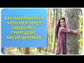 Как наполняться энергией через общение с природой? Магия деревьев