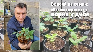 Бонсай из семян:   обрезка стержневого корня у дуба