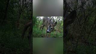 Il Bellissimo Capriolo Maschio - Roe deer