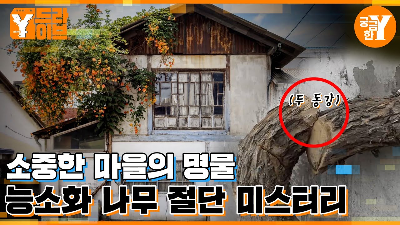 경산 능소화 나무 절단 미스터리 | Y드라이브