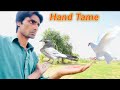 How to Hand Tame Pigeon Baby | Hand Tame Pigeon Training | Hand Tame pigeon | @MsBirdTraps |