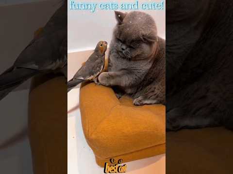 #shorts# funny cats and cute!!!🤣🤣🤣🐈#funny cats,funny,cats,cute cats,funny cat videos,funny cat#