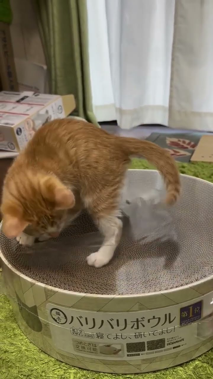 Très drôle le chat