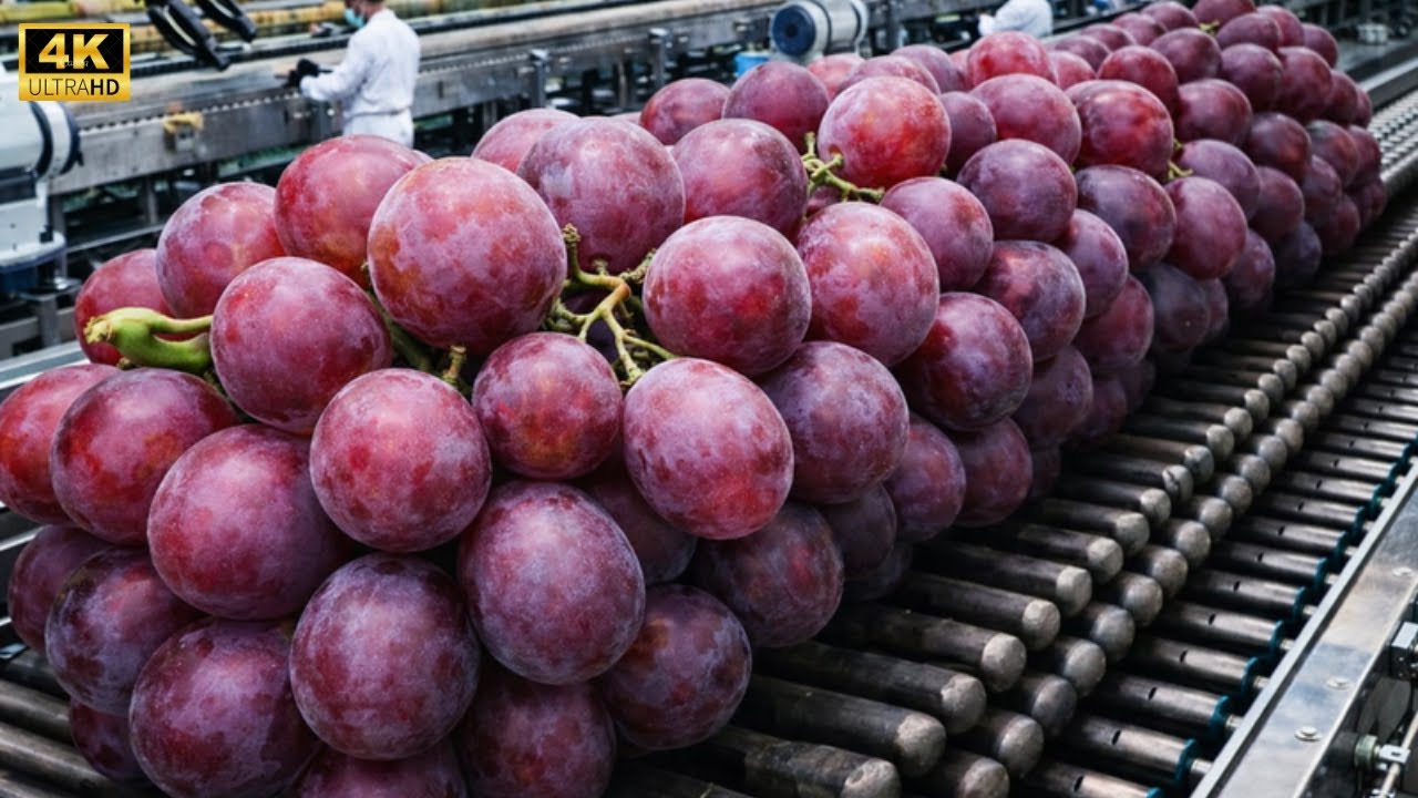 Inside a Modern Grape Processing Factory: From the Vineyard to the Table (Full Process)