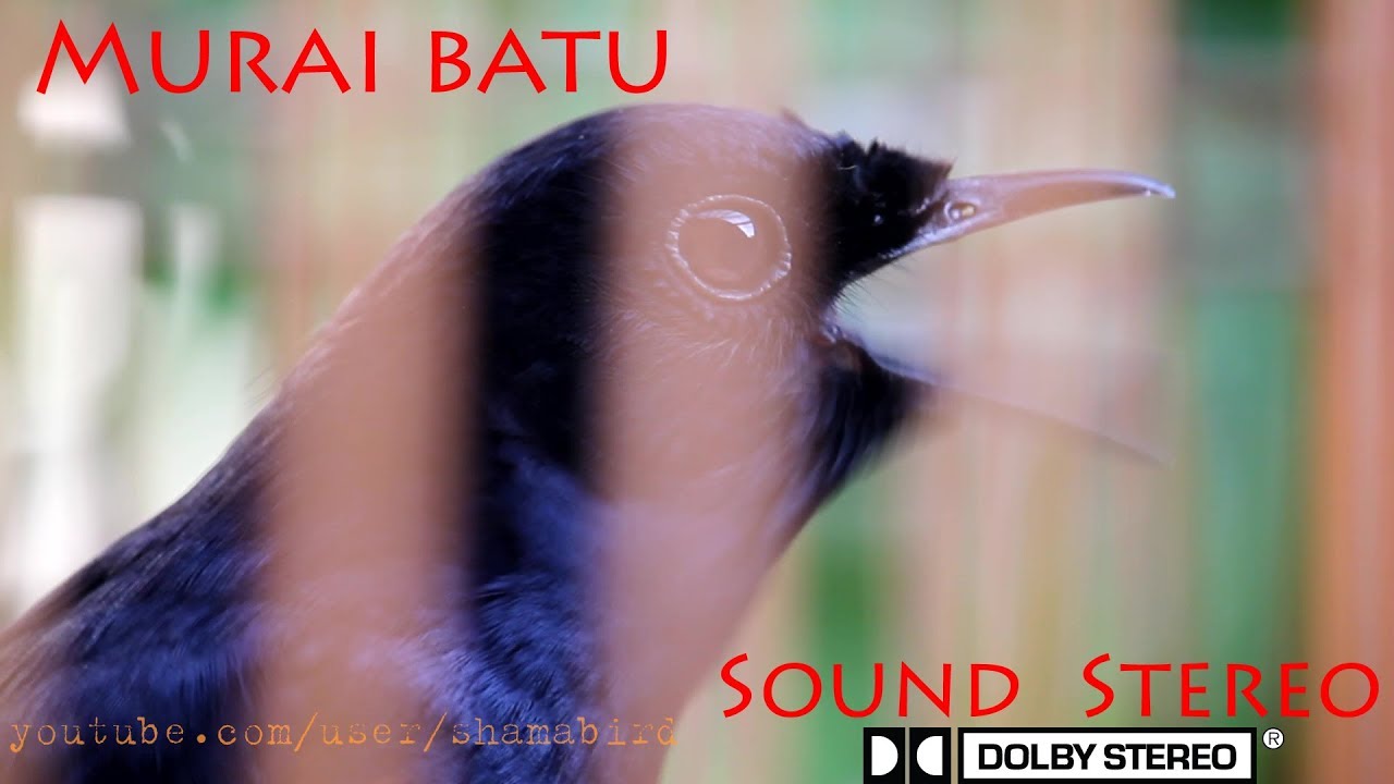 Murai batu บินหลาดง (White-rumped shama)