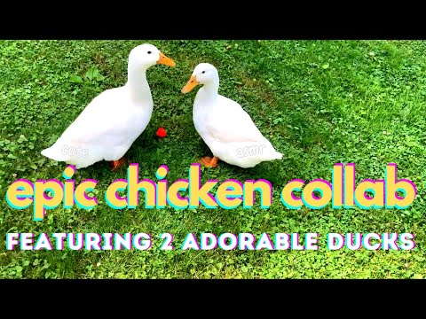 ASMR | EPIC CHICKEN COLLABORATION 🐓 feat. two adorable ducks, tracing, layered audio, schoop, tktk🌞🌳