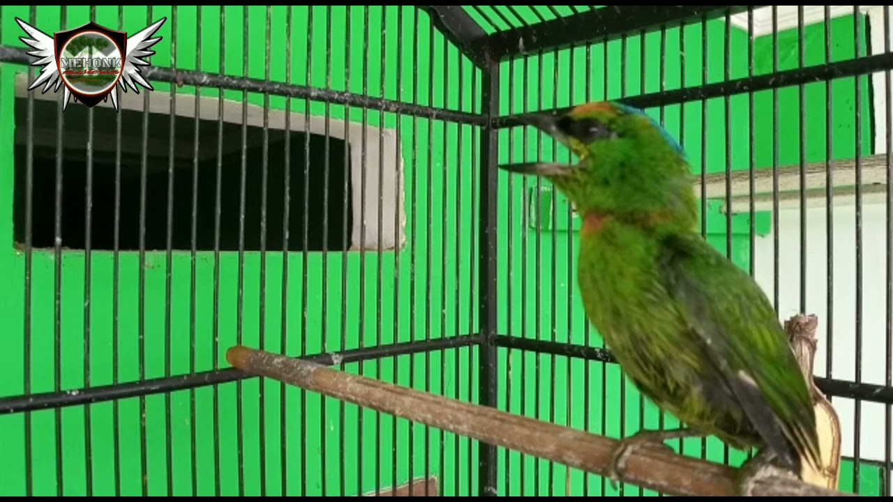 Burung Takur Gacor cocok buat masteran dengan suara sangat unik