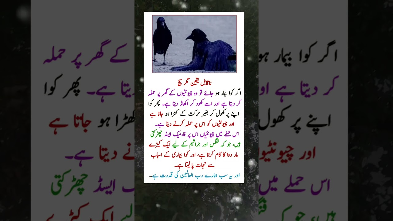 Unbelievable But True || More short stories like the one about the crow and ants 