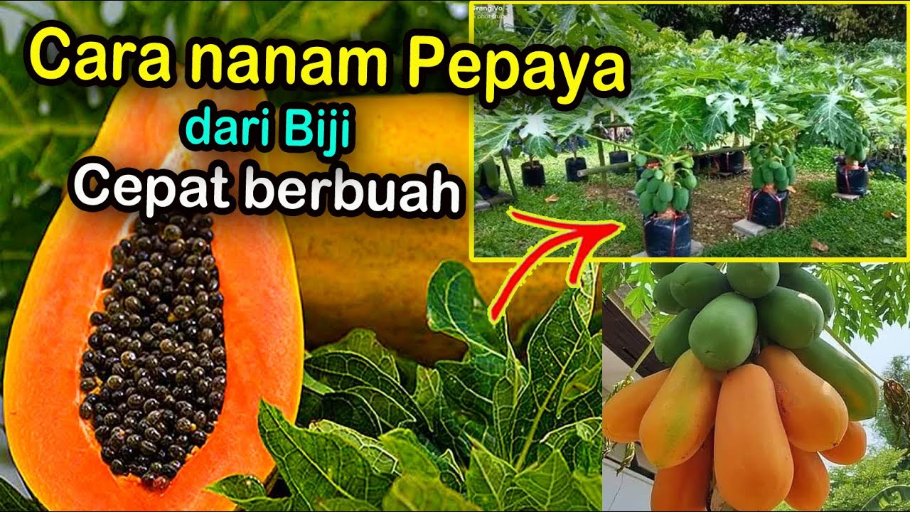 cara menanam pepaya dari biji cepat berbuah lebat
