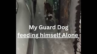 My Guard Dog@Lorenz2-t7l6f 
