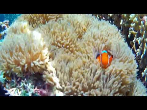 �����̊C�̒�(9)/57�b
