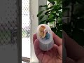 3D model supports skull mold#3Dprinter#shorts#fyp#viral#subscribe