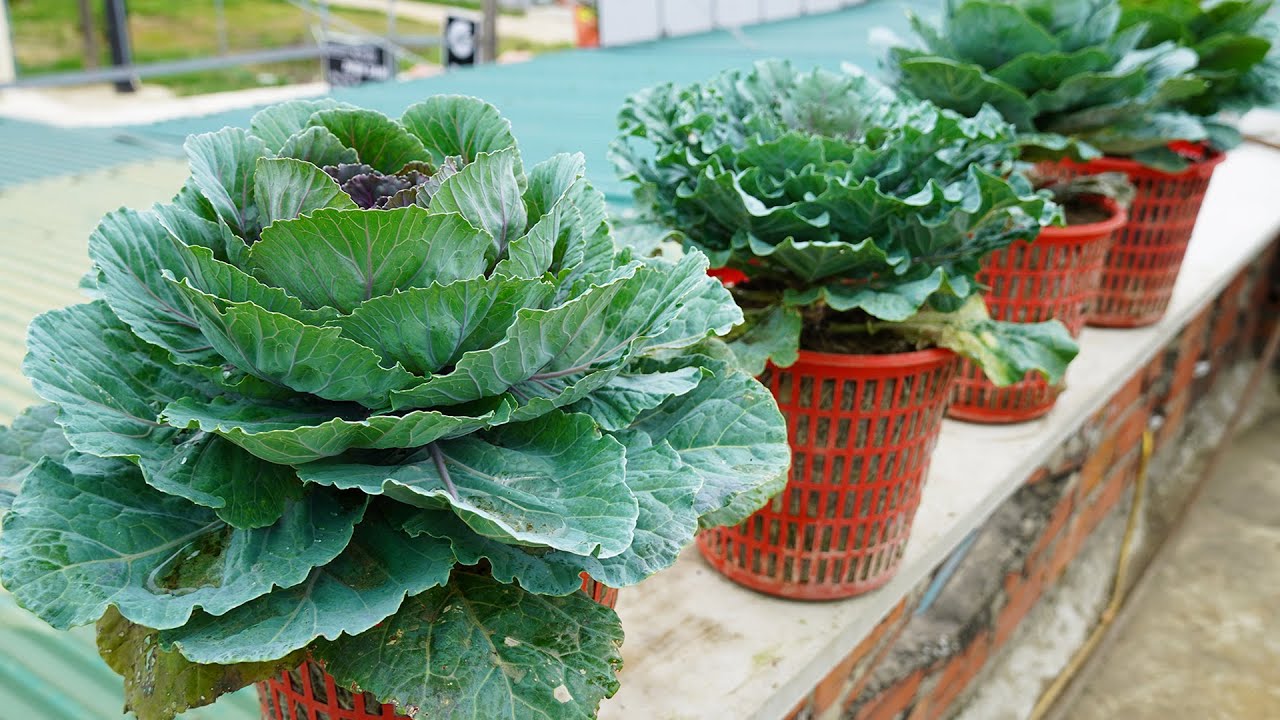 Easy Way To Grow Rose Cabbage, A Beautiful, Nutritious Vegetable For The Family
