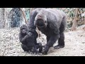 口を尖らせ抗議❗️ママ、僕を置いて帰らないで⭐️ゴリラ Gorilla【京都市動物園】Gorilla ⭐️ Mom! Don't leave me here and go alone！