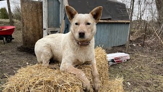 Rebuilding an Old Shed as a Goat Shelter by Kakadoodle 343 views 2 years ago 6 minutes, 8 seconds